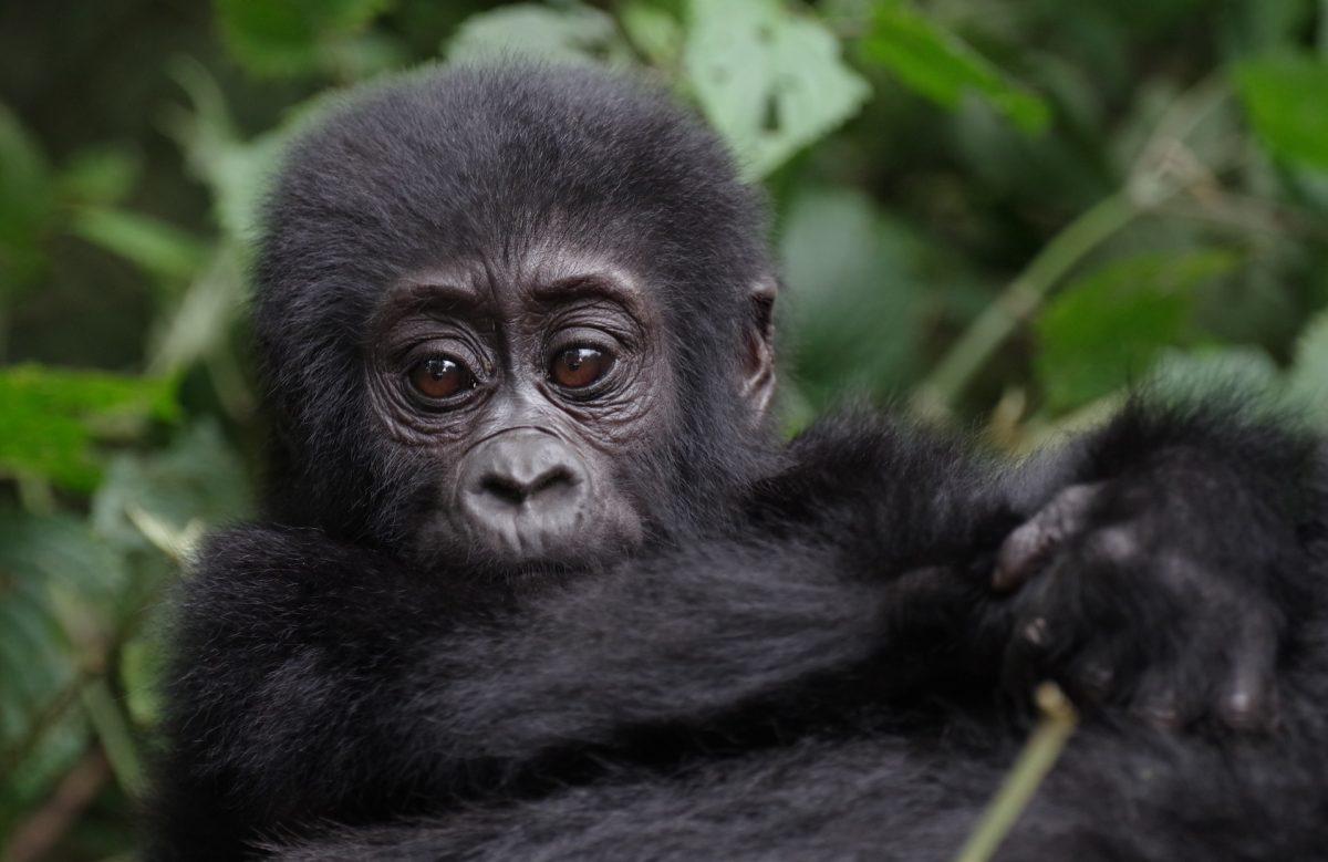 Gorilla Trekking Safari Holidays