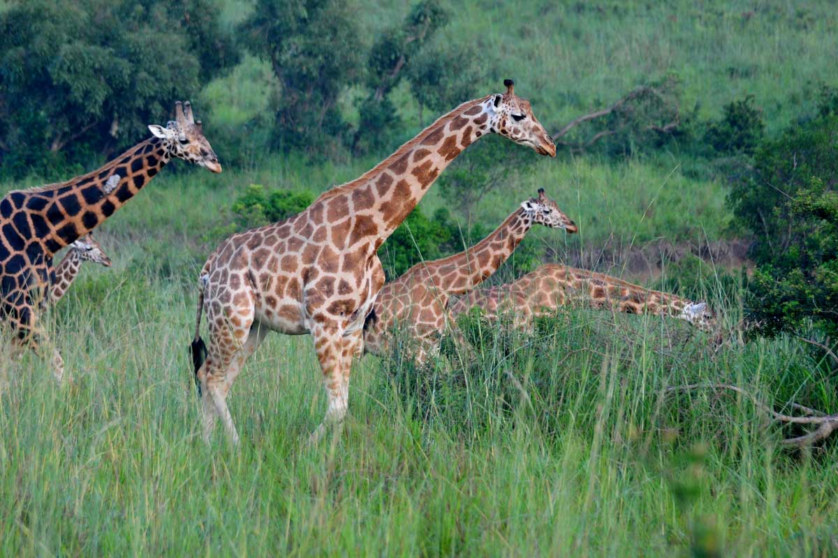Gorilla Trekking Safari Holidays