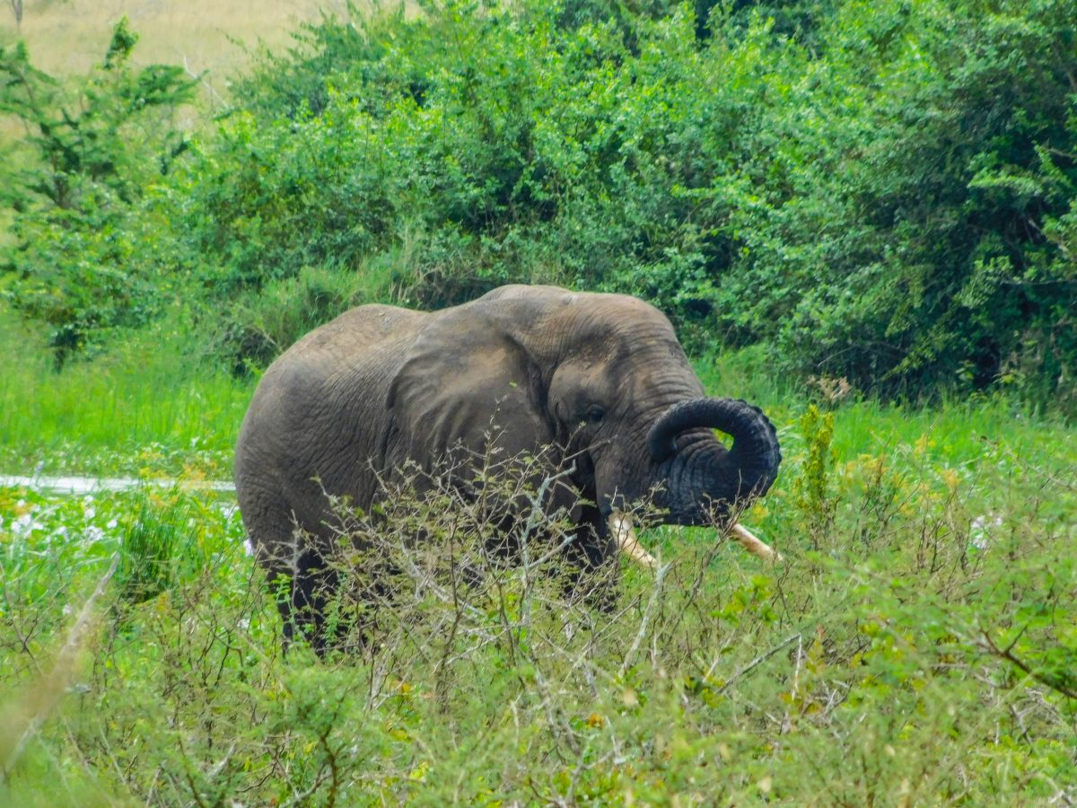 big five in Rwanda