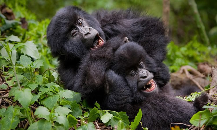 Why Visit Uganda