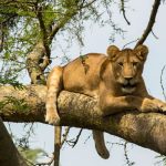 Uganda as a unique destination