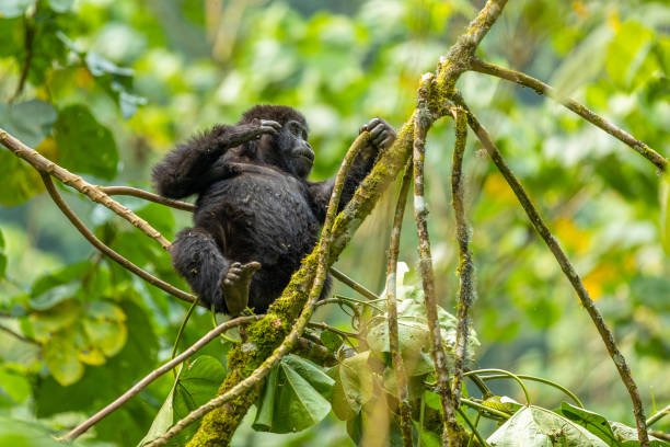 Gorilla Trekking Safari Holidays