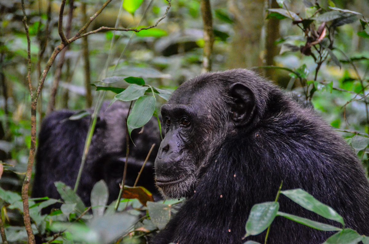 5 Days Lake Mburo & Kibale